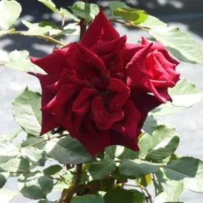 Deep Secret Hybrid Tea Rose (Rosa Deep Secret) 3